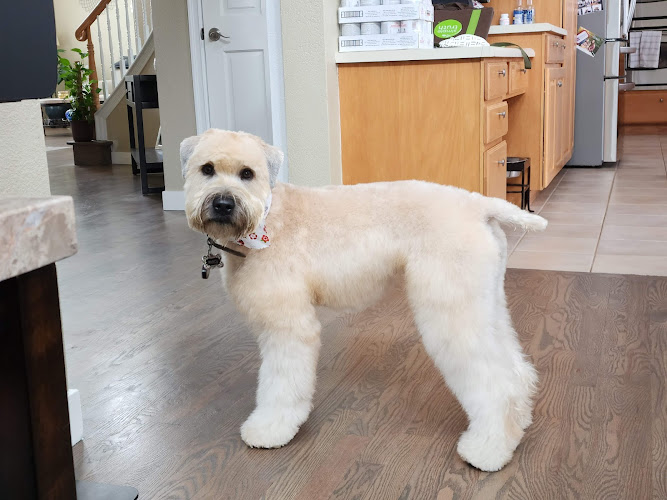 Dog Country Grooming - Arvada