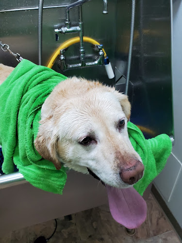 Dog Day2 Grooming Selfwash