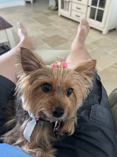 Dog Days - Cape Coral Dog Groomers LLC