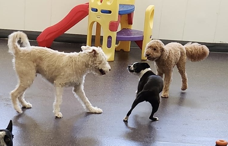 Dog Days Daycare & Boarding