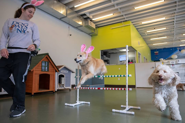 Dog Days of New York