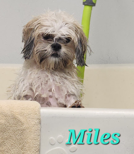 Dog Friends Grooming, Inc.