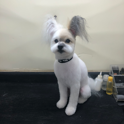 Dog Gone Cute Grooming