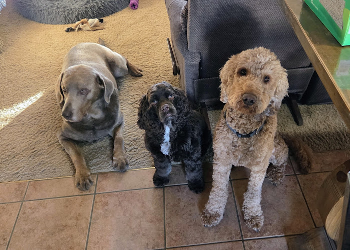 Dog Gone Cute Pet Spa