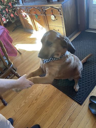 Dog Gone Fresh DoggyStylz