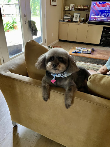 Dog Grooming By Caryn