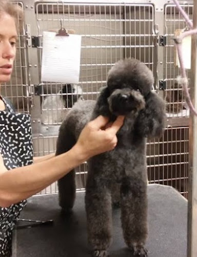 Dog Grooming by Crystal