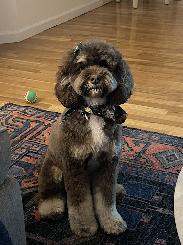 Dog Grooming & Daycare Hoboken - Playful Paws USA