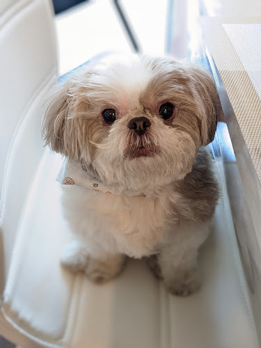 Dog Grooming PETfectionist