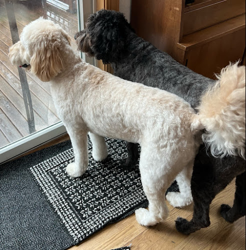 Dog Hair Everywhere Pet Grooming