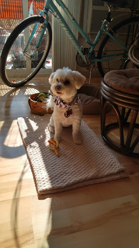 Dog Lovers Grooming Salon