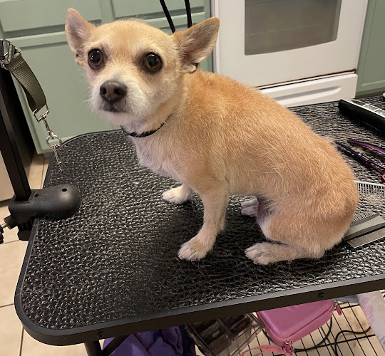 Dog Obsessed Grooming LLC