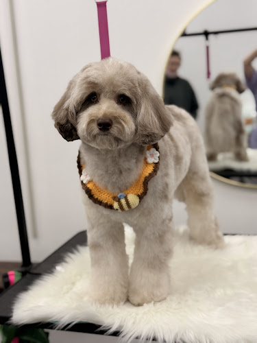 DOGCATGROOM STUDIO BY IULIIA MATUSHEVSKA