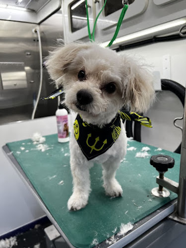 Doggie Barber Mobile Grooming