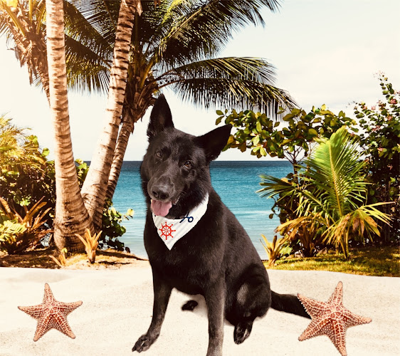 Doggie Boutique & Salon