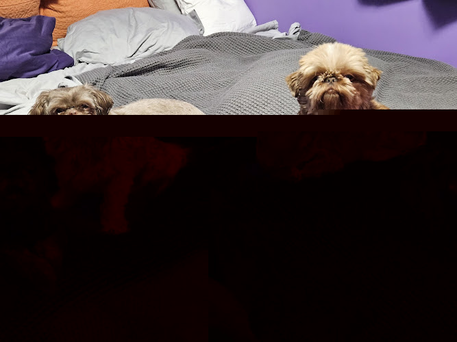 Doggie Do's & Kittys Too