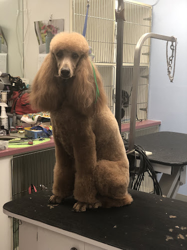 Doggie Grooming Styles LG