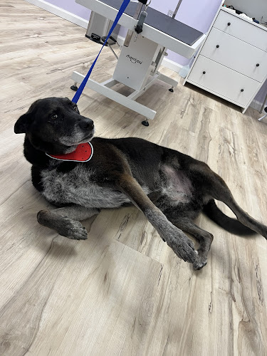 Doggie & Kitty Cat Grooming Salon