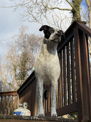 Doggie Paws Mobile Pet Grooming, LLC