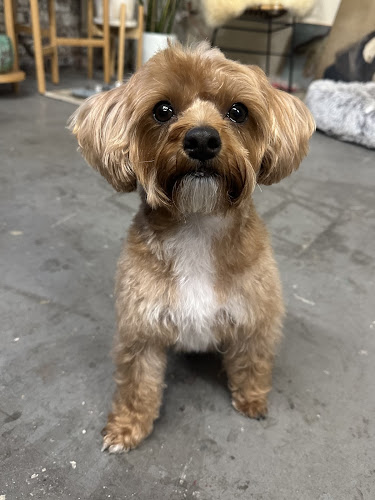 Doggie Styles Pet Grooming