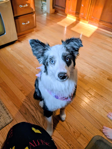 Doggie Styles Pet Grooming