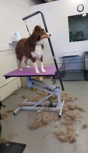 Doggie Styling