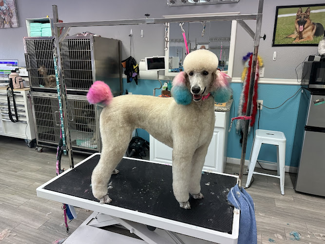 Doggie Stylz Grooming Summerlin