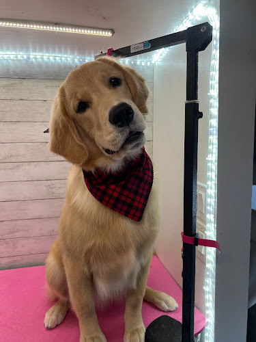 Doggoneit Mobile Grooming