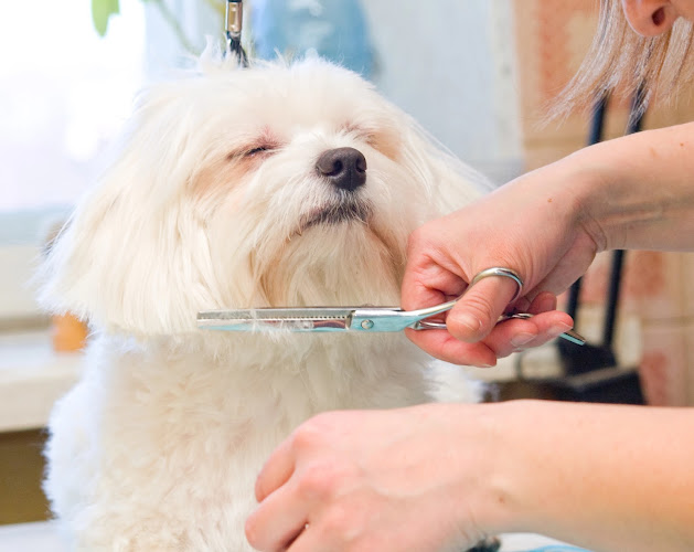 Doggy Daze - Tempe Dog Grooming