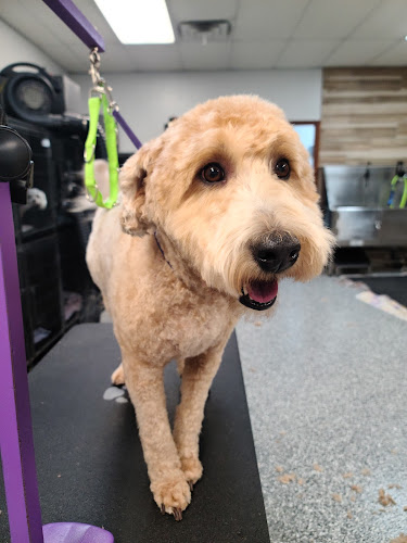 Doggy Dooz Pet Salon