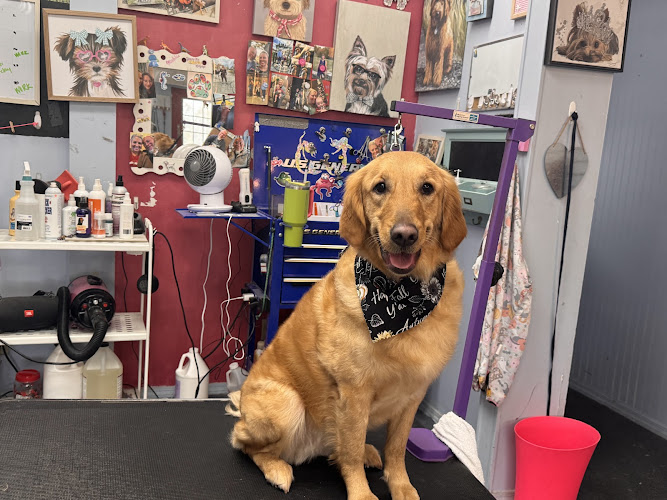 Doggy Gone Beautiful