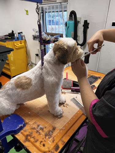 Doggy Shop Grooming