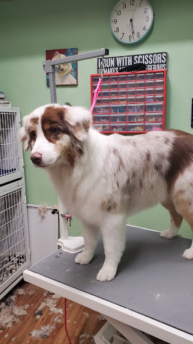 Doggy Shop Grooming of Taos