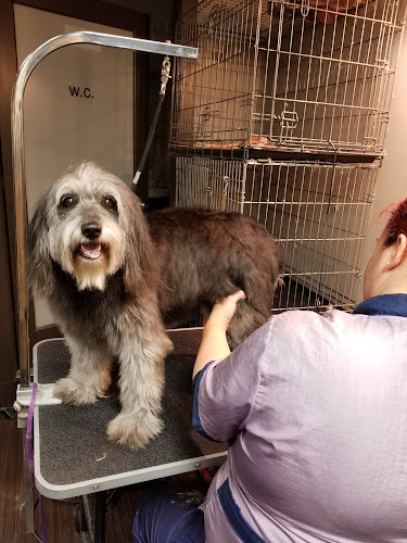 Doggy Style Barkery, Boutique, Pet Spa & Training