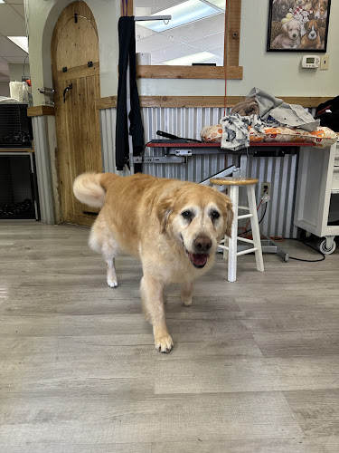 Doggy StyleZ Compassionate Grooming