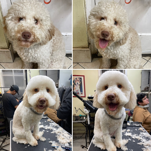 Doggy Stylez Grooming