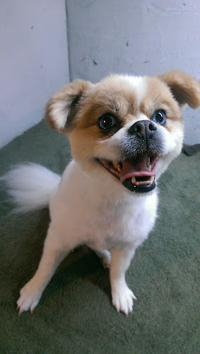 Doggy Stylz Dog Grooming