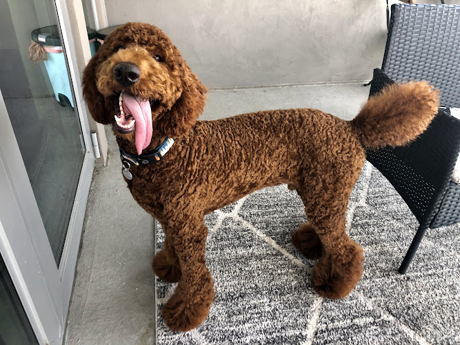 Dogma Grooming + Pet Needs