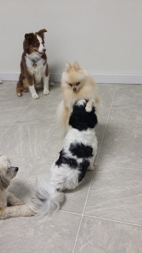 Dogs Best Friend Inc