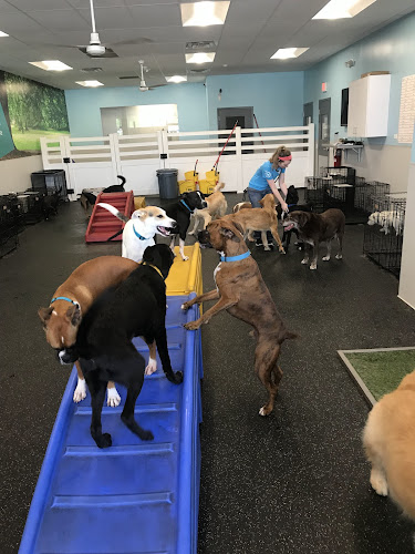Dogtopia of Ellisville