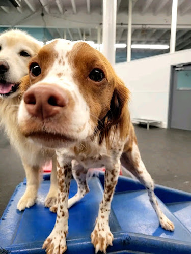 Dogtopia of Fort Lauderdale - Downtown