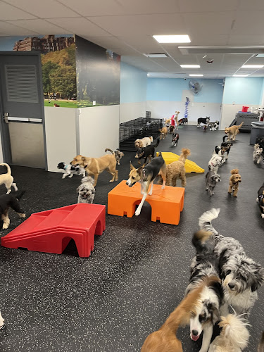 Dogtopia of Greensburg