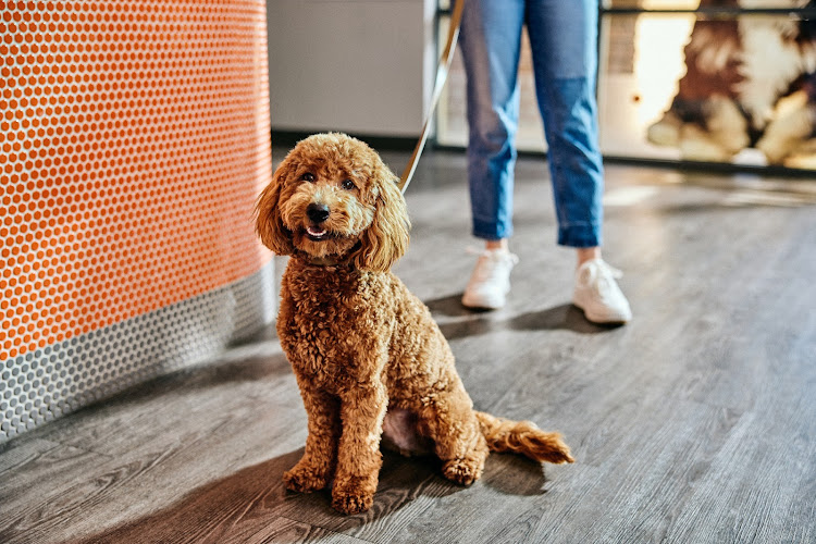 Dogtopia of Pearl District