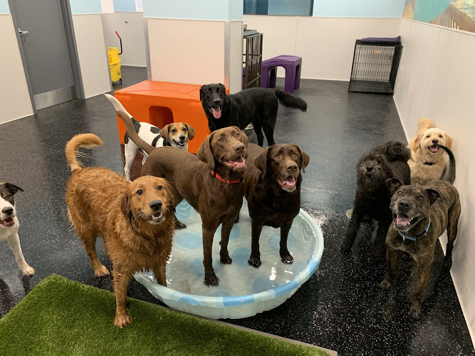 Dogtopia of Town Center – Virginia Beach