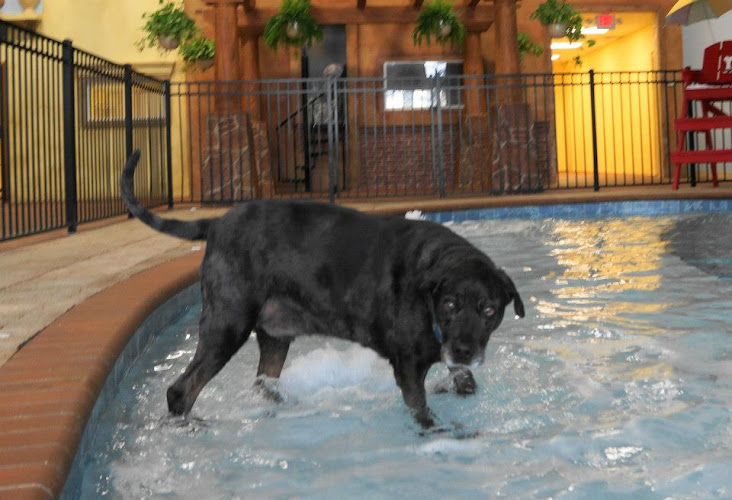 DogTown USA St Augustine