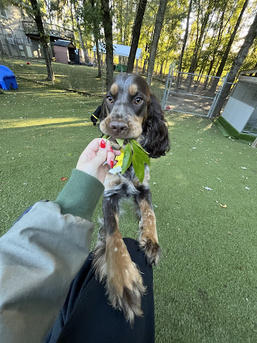 Dogwood Acres Pet Retreat