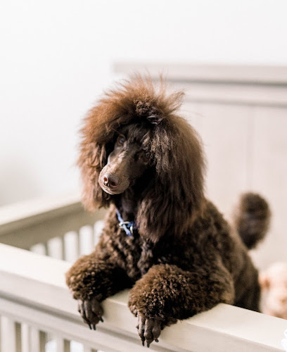 Dogwood Luxury Pet Salon