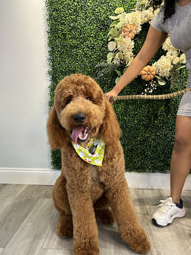 Doodle Doodle Grooming Salon