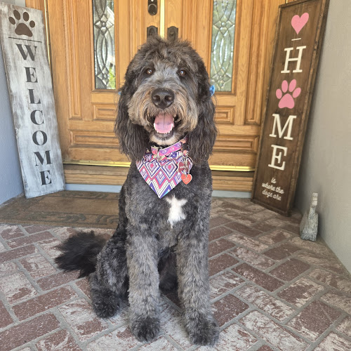 Doodle Dude Grooming