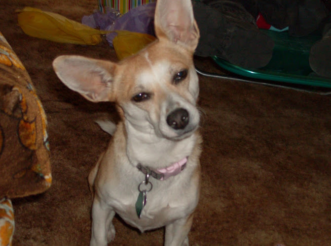 Dottie's Doggy Day Spaw